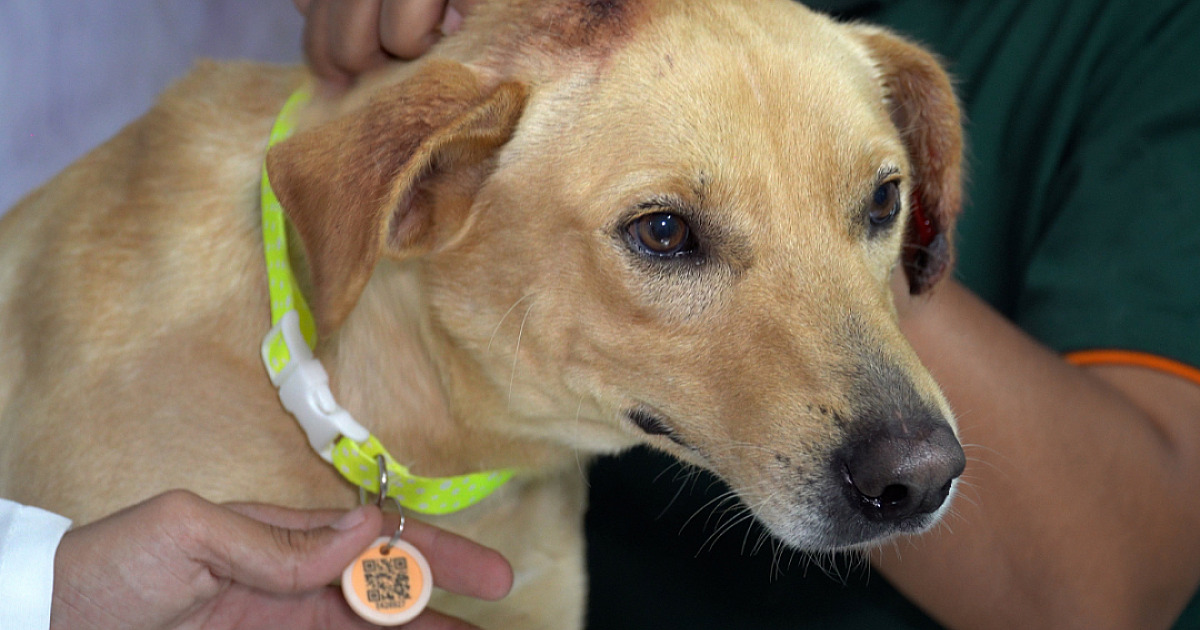 Santana de Parnaíba aprova lei que cria canal para denunciar maus-tratos contra animais