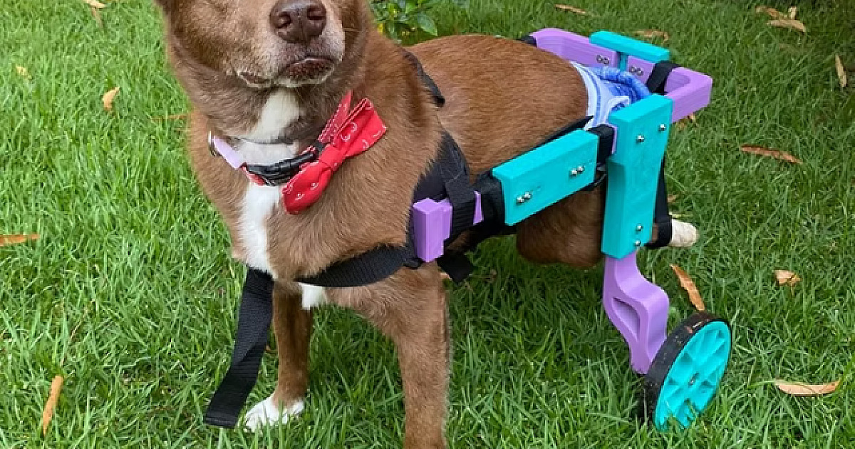Em parceria com o Projeto Cãodeirante, Iguatemi Alphaville realiza feira de adoção de pets no dia 22