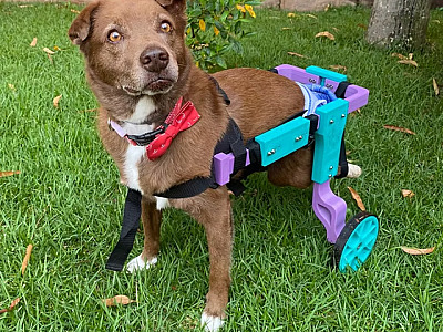 Em parceria com o Projeto Cãodeirante, Iguatemi Alphaville realiza feira de adoção de pets no dia 22