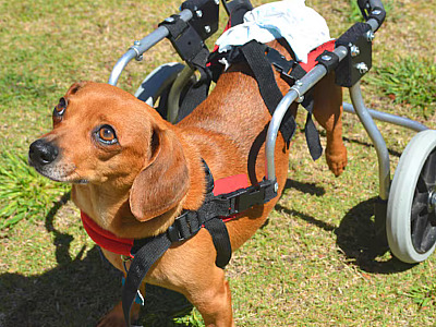 Pesquisa feita com cães dá esperança para quem perdeu movimentos