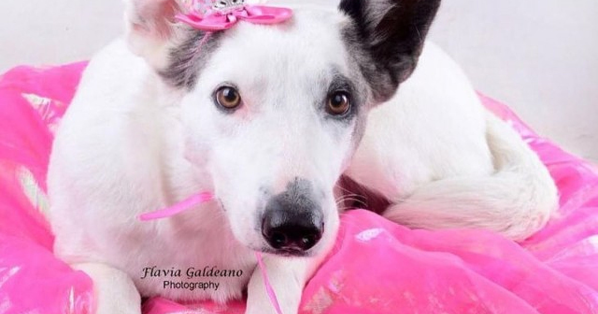 SOS Pet Alpha realiza feira de adoção de animais no Shopping Tamboré