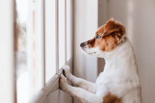 Quarentena pode causar ansiedade e depressão em animais de estimação