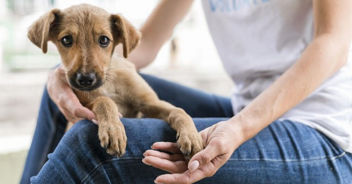Pedigree realiza feira de adoção de cães em Alphaville