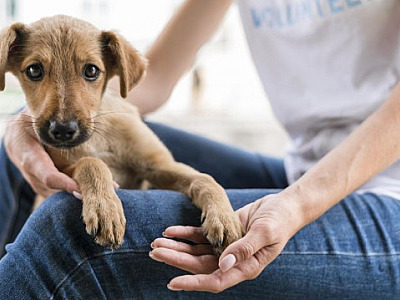 Pedigree realiza feira de adoção de cães em Alphaville