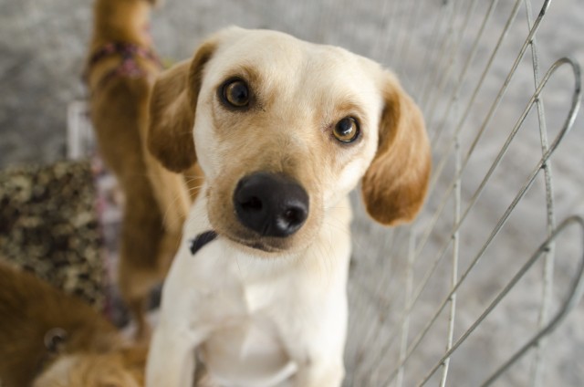 Shopping Tamboré recebe Feira de Adoção de cães e gatos no domingo (4)