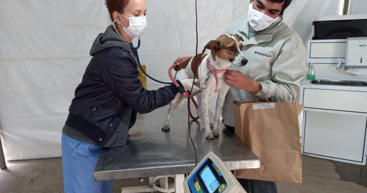 Barueri estuda aumentar vagas para castração gratuita de animais