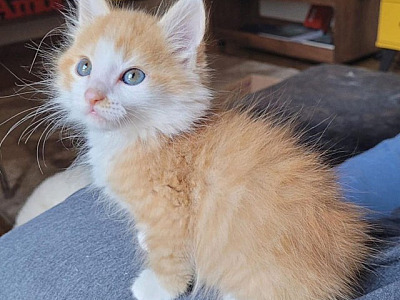 ONG de Alphaville faz rifa e pede doações para manter resgate e adoção de gatos
