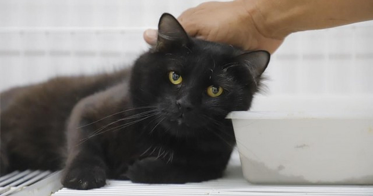 Alerta: Esporotricose pode atingir pets e pessoas