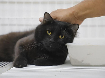 Alerta: Esporotricose pode atingir pets e pessoas