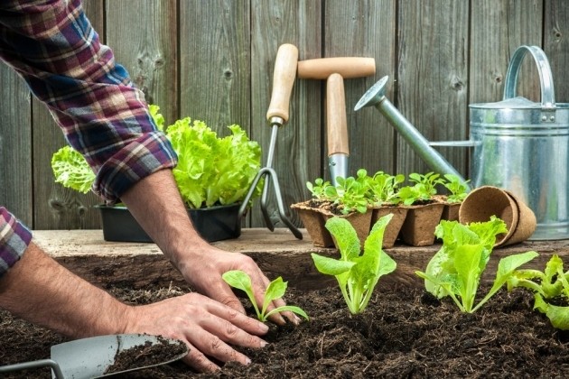 5 dicas para fazer sua própria horta caseira e agroecológica