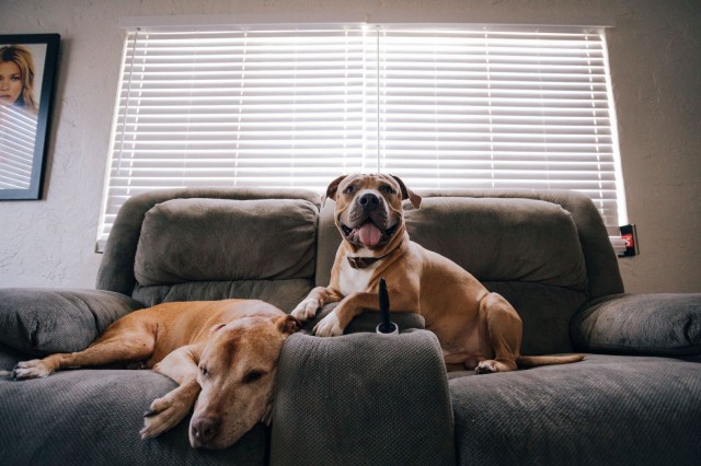 DogHero lança e-book gratuito sobre cuidados com os animais durante a pandemia