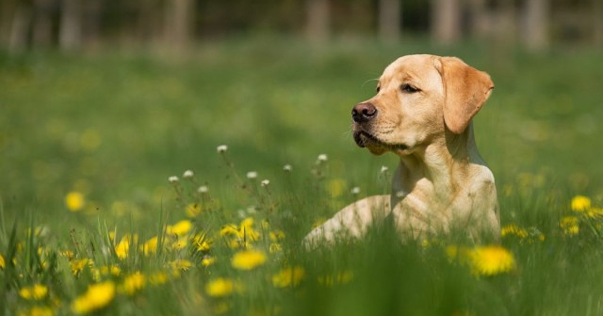 5 destinos nacionais para viajar com pets