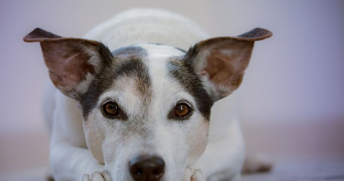 Feiras de adoção de animais acontecem neste fim de semana em Alphaville