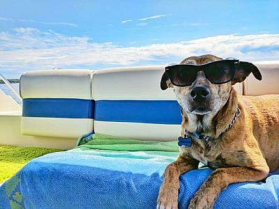 Viajar com os pets: confira dicas essenciais para garantir segurança e conforto