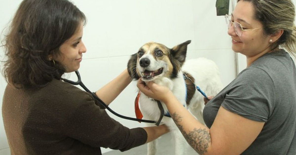 Barueri abre agendamento para castração de pets na quarta-feira (27)