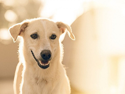 Confira as feiras de adoção de animais neste fim de semana em Alphaville