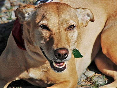 Parque Ecológico em Alphaville recebe feira de adoção de pets neste fim de semana