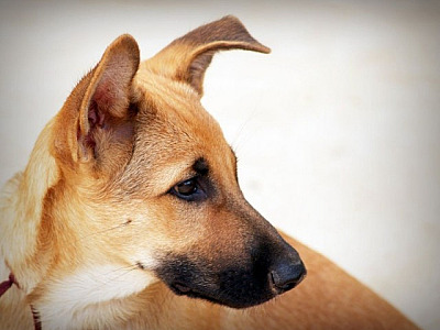 Alphaville receberá cinco feiras de adoção de pets em setembro