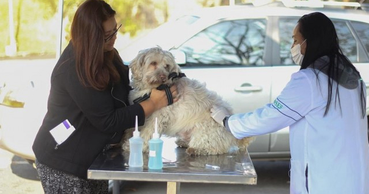 Municípios realizam vacinação contra raiva em cães e gatos