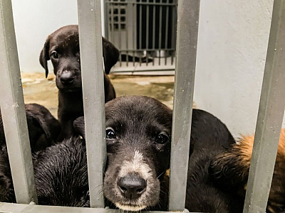 Barueri registra aumento no resgate de animais abandonados