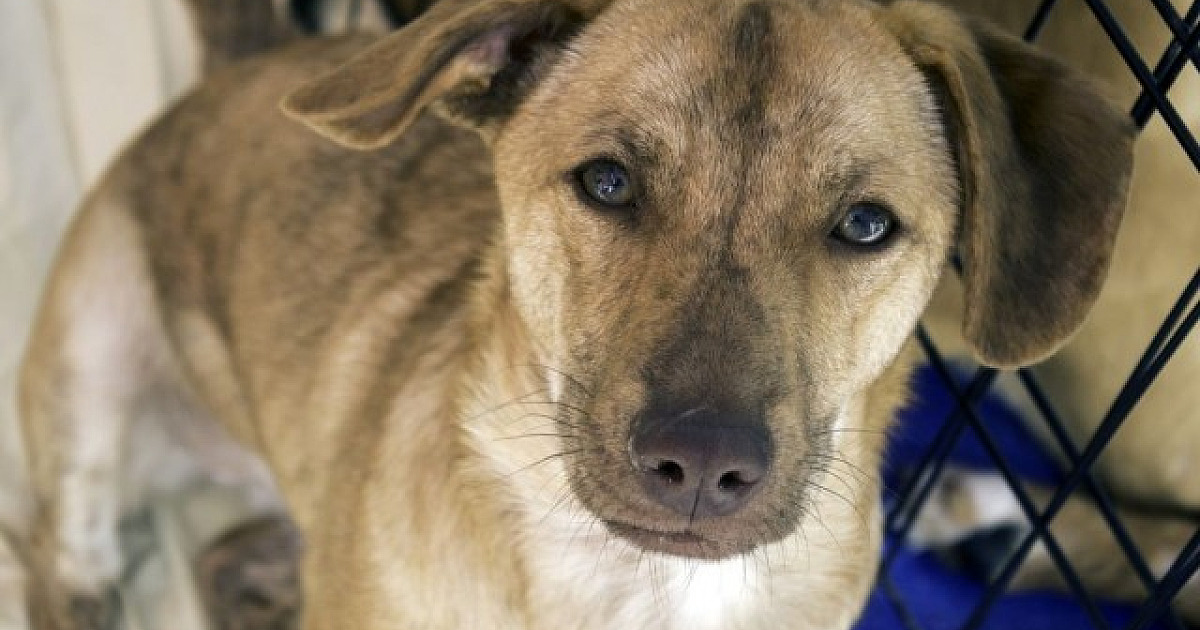 Cepad e SOS Pet Alpha realizam feira de adoção de animais neste fim de semana