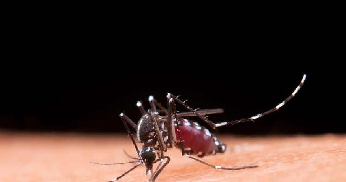 Barueri promove Dia D de Combate à Dengue neste sábado (29) no Boulevard