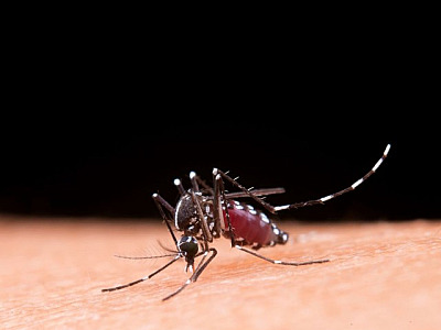 Barueri promove Dia D de Combate à Dengue neste sábado (29) no Boulevard