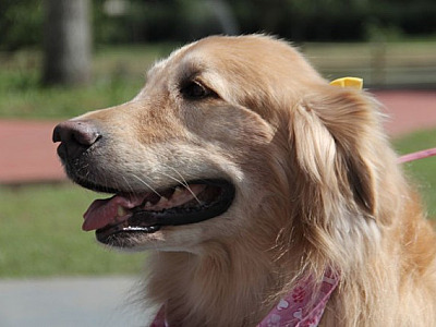 Agendamento on-line para castração de pets em Barueri será aberto em fevereiro