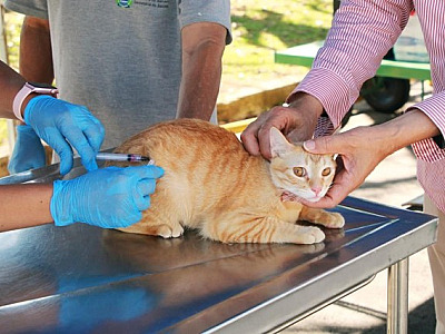 Posto fixo de vacinação antirrábica de cães e gatos retoma atendimento nesta segunda (8)
