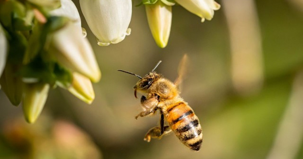 Parque Ecológico em Alphaville receberá nova edição do “Encontro Poliniza Barueri”