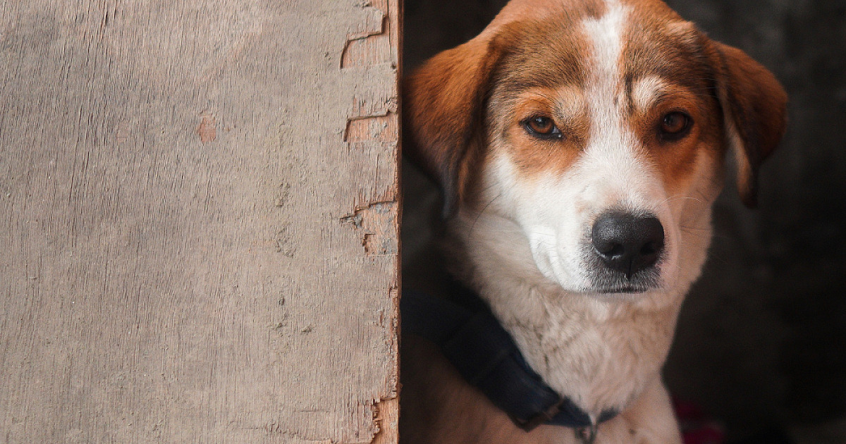 Manter animais em correntes passa a ser proibido em SP; veja regras