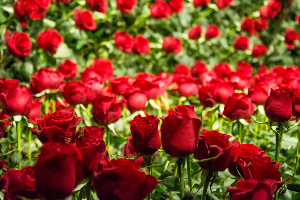 Estado de São Paulo é o maior produtor de flores do Brasil