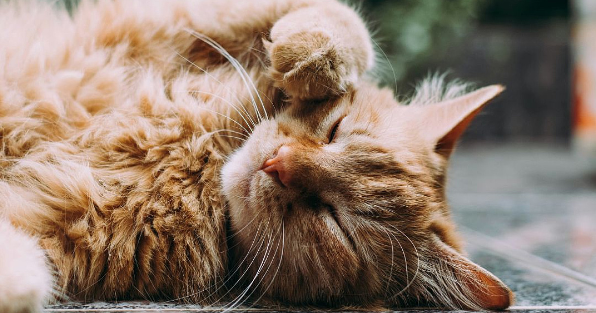Prefeitura de Barueri abrirá agendamento para castração de pets na quarta-feira (3)