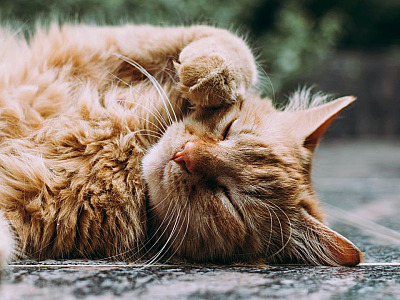 Prefeitura de Barueri abrirá agendamento para castração de pets na quarta-feira (3)