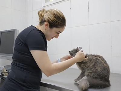Barueri abre agendamento para castração de pets na quarta-feira (3)