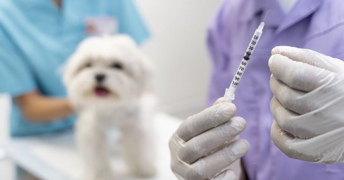 Santana de Parnaíba realiza vacinação antirrábica em pets às segundas-feiras