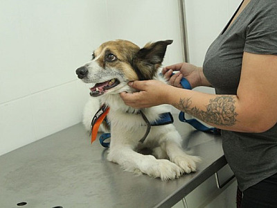 Agendamento para castração de pets em Barueri será aberto nesta quarta-feira (8)