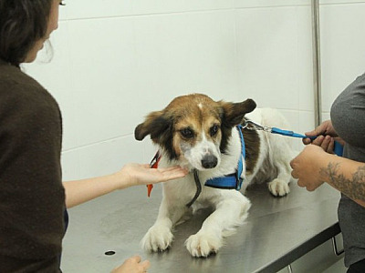 Agendamento para castração gratuita de pets em Barueri será aberto no dia 6 de dezembro