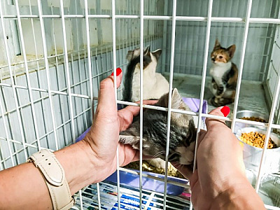 Projeto entregará itens para o cuidado animal para ONGs