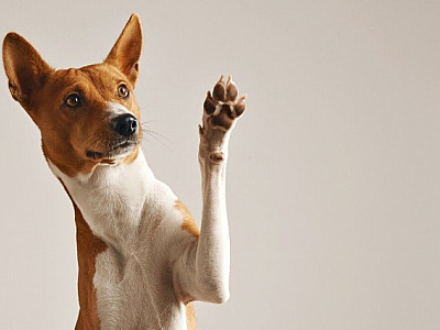 Alphaville recebe feiras de adoção de pets no fim de semana