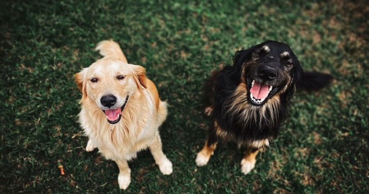 Barueri não registra casos de raiva em cães e gatos