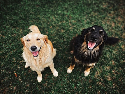 Barueri não registra casos de raiva em cães e gatos