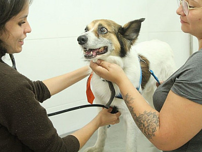 Agendamento para castração gratuita de pets em Barueri será aberto no dia 6 de março