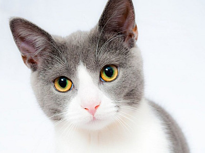 Feira de adoção de gatos acontece neste sábado (18) no Parque Shopping Barueri