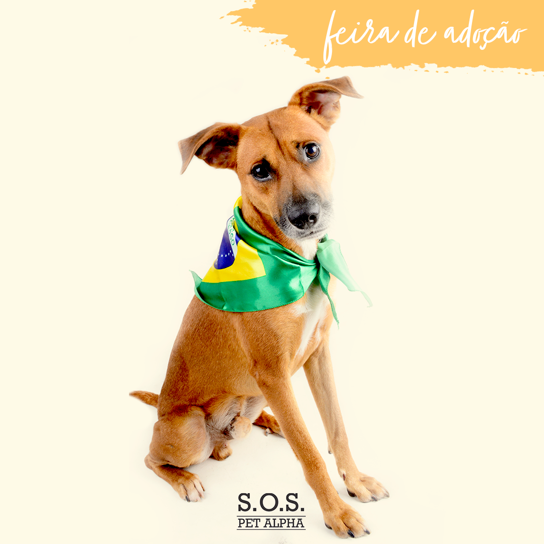 Pela terceira vez, Shopping Tamboré recebe Feira de Adoção de cães e gatos