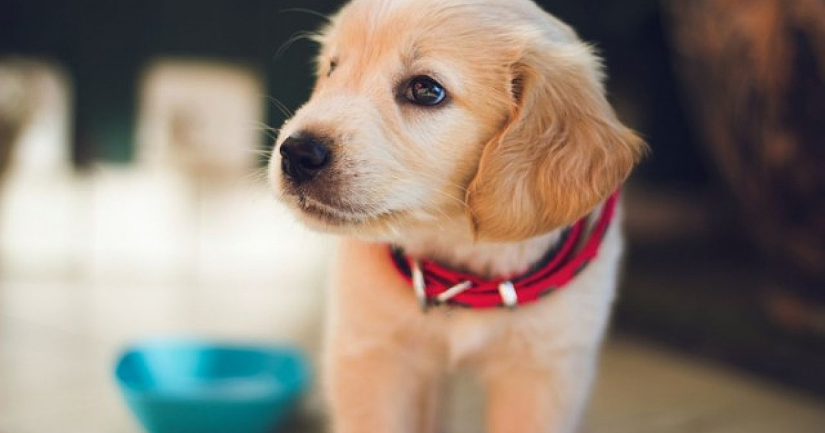 Assembleia Legislativa de SP aprova projeto de lei que proíbe a venda de animais em pet shops e site