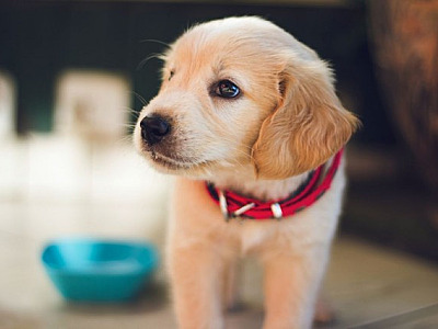 Assembleia Legislativa de SP aprova projeto de lei que proíbe a venda de animais em pet shops e site