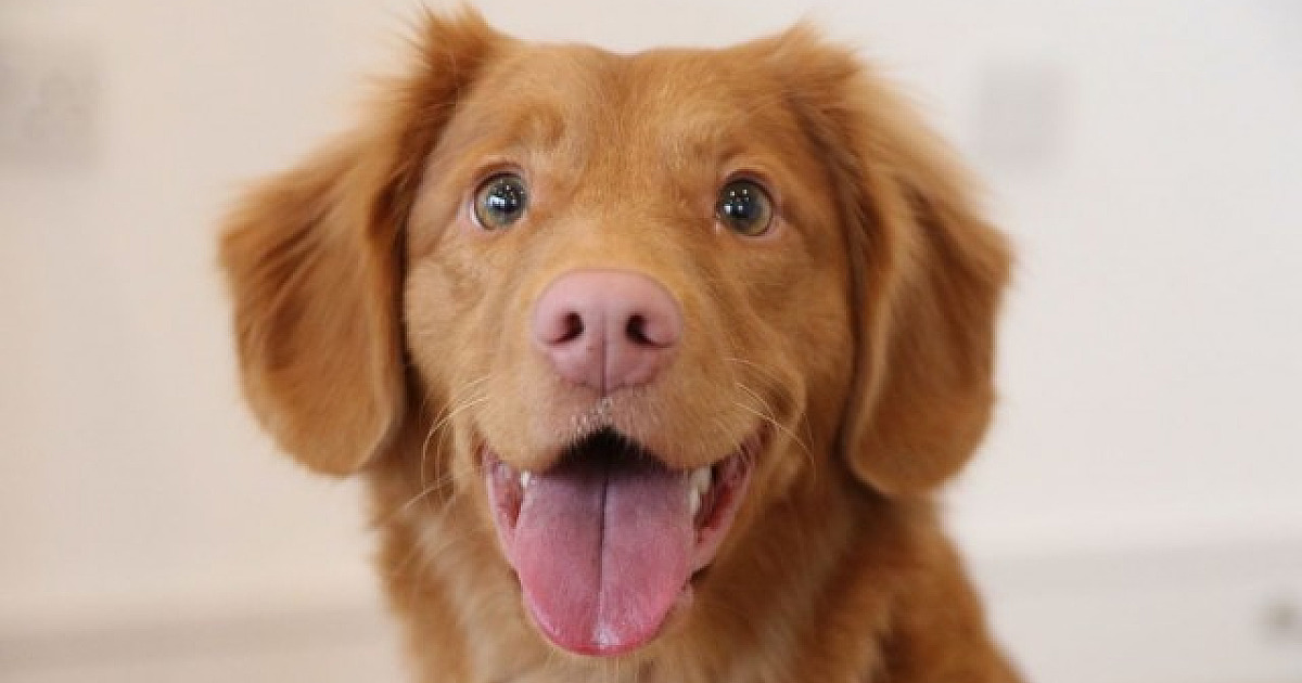 Pet Day no Iguatemi Alphaville acontece neste fim de semana