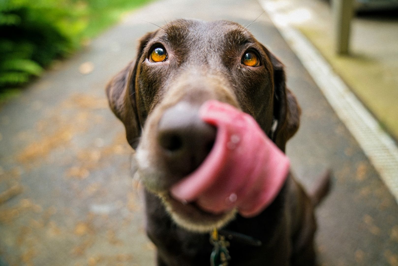 Cobasi Tamboré faz evento de adoção de pets neste sábado (8)