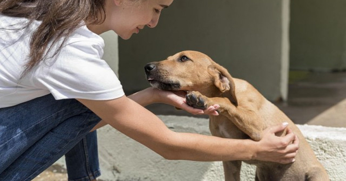 Tamboré recebe Feira de Adoção de Animais do Cepad, nesta sexta-feira (6)